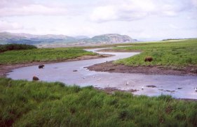 View of bears in creek