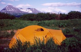 Bears like yellow tents!