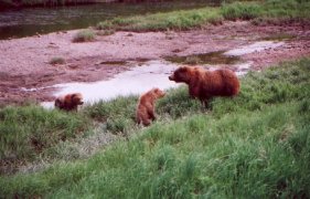 mom and cubs #2
